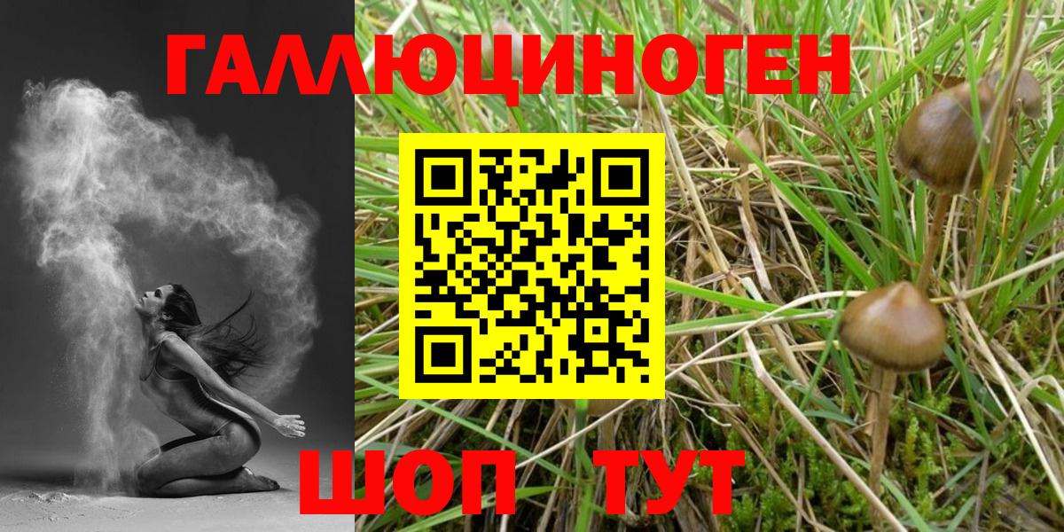 Галлюциногенные грибы Cubensis  Вход с VPN  Псилоцибиновые грибы мухоморы  Губаха 